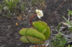 Begoniaceae