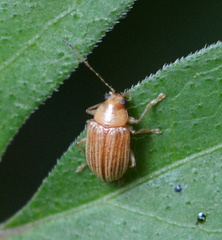 Colaspis brunnea