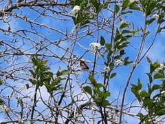 Setophaga ruticilla image