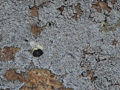 Physcia caesia