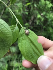 Calligrapha philadelphica