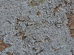 Physcia caesia