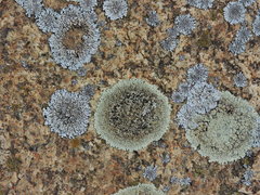 Physcia caesia
