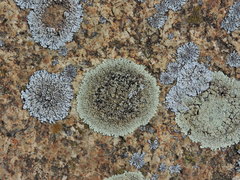 Physcia caesia