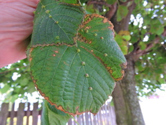 Eriophyes exilis