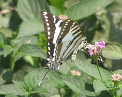 Graphium nomius