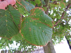 Eriophyes exilis