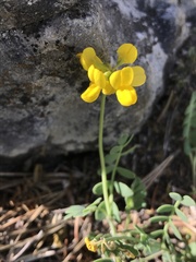 Coronilla vaginalis