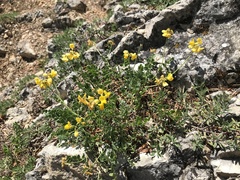 Coronilla vaginalis