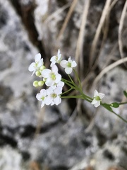 Kernera saxatilis