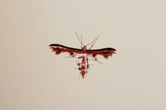 Geina tenuidactylus
