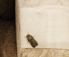 Agrotis clavis