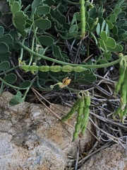 Coronilla vaginalis