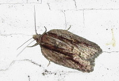 Acleris youngana