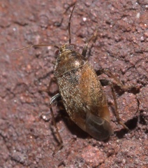 Agnocoris