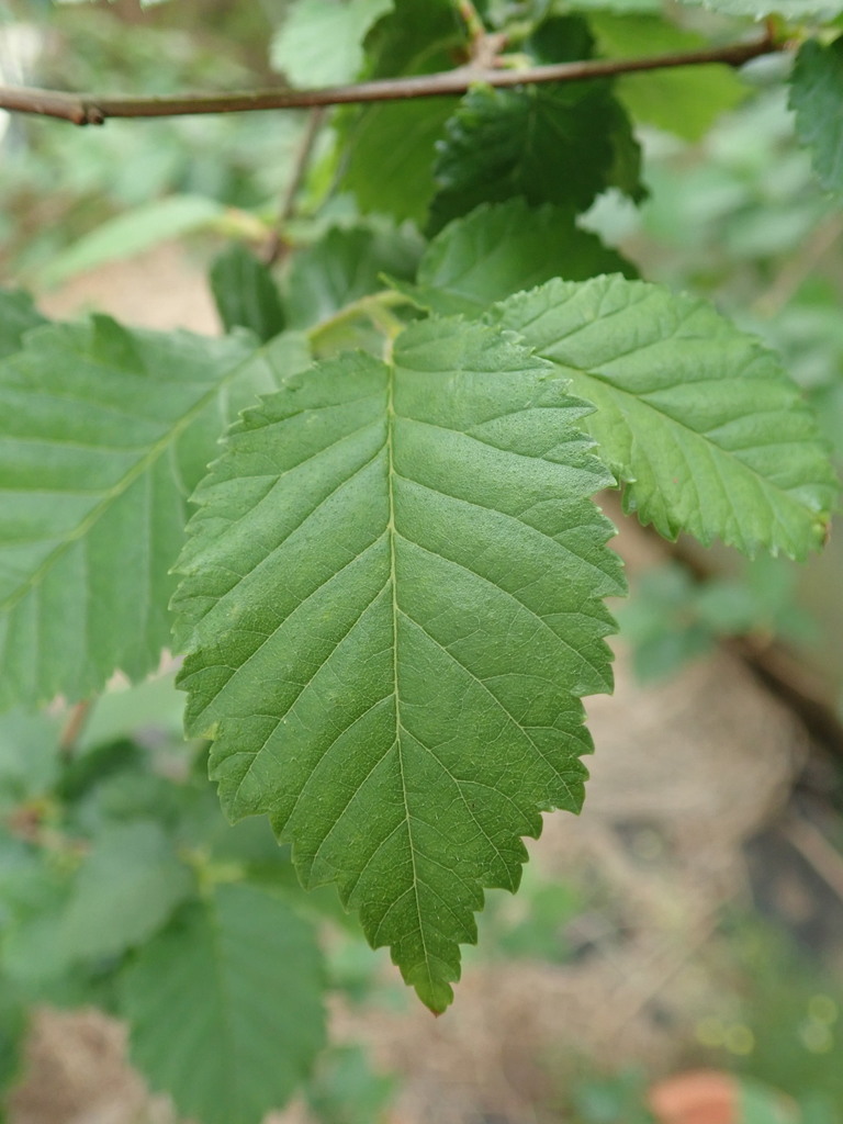 Field Elm from Boley Lower, Cork Road, Co. Laois, Ireland on June 4 ...