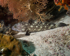 Epinephelus coeruleopunctatus