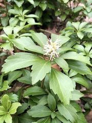 Pachysandra