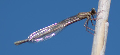 Platycnemis pennipes