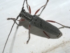 Saperda discoidea