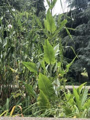 Rumex hydrolapathum