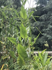 Rumex hydrolapathum