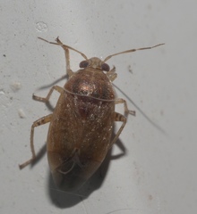 Agnocoris