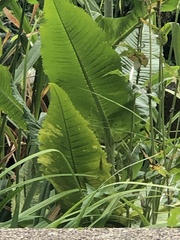 Rumex hydrolapathum