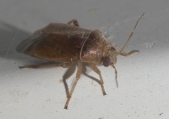 Agnocoris