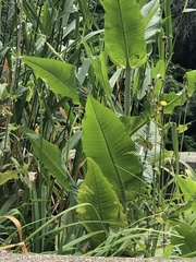 Rumex hydrolapathum