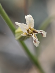 Streptanthus barbiger