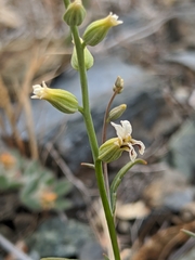 Streptanthus barbiger
