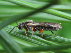 Dolerus vestigialis