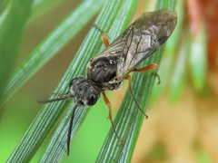 Dolerus vestigialis