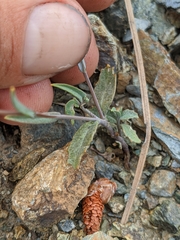 Streptanthus barbiger