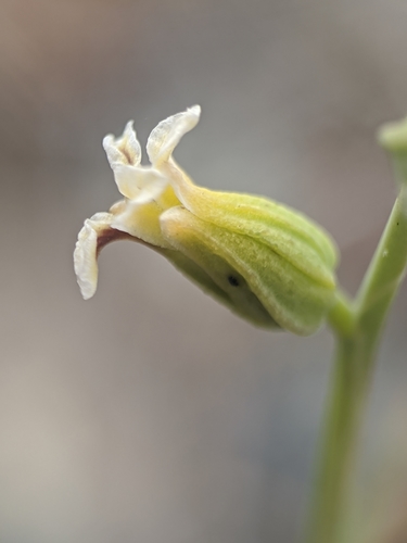 Image of Streptanthus barbiger by no rights reserved