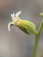 Streptanthus barbiger