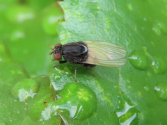 Minettia longipennis