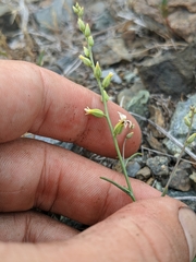 Streptanthus barbiger