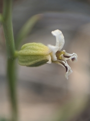 Streptanthus barbiger