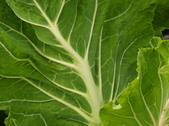Brassica oleracea capitata
