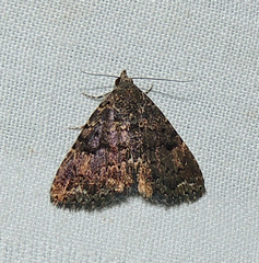 Metalectra miserulata