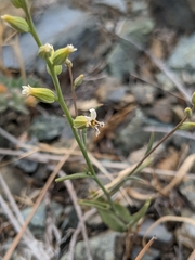 Streptanthus barbiger