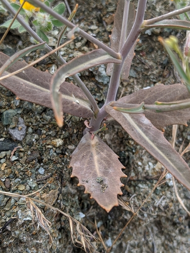 Image of Streptanthus barbiger by no rights reserved