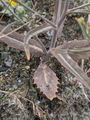 Streptanthus barbiger