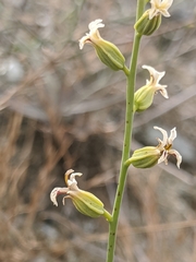 Streptanthus barbiger