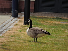 Branta canadensis