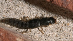 Pinophilus