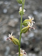 Streptanthus barbiger