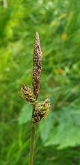 Carex vestita
